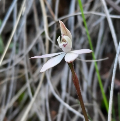 Caladenia fuscata (Dusky Fingers) at Black Mountain - 18 Sep 2021 by Sarah2019