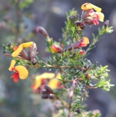 Dillwynia phylicoides (A Parrot-pea) at Acton, ACT - 18 Sep 2021 by Sarah2019