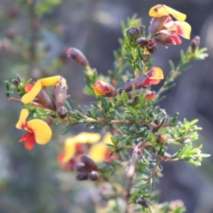 Dillwynia phylicoides at Acton, ACT - 18 Sep 2021