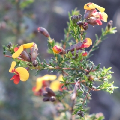 Dillwynia phylicoides (A Parrot-pea) at Acton, ACT - 18 Sep 2021 by Sarah2019