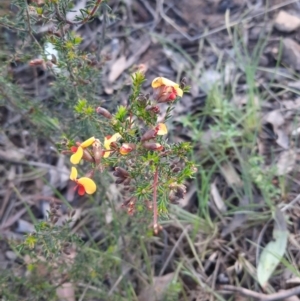 Dillwynia phylicoides at Acton, ACT - 18 Sep 2021