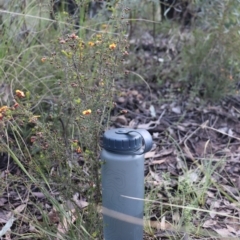 Dillwynia phylicoides at Acton, ACT - 18 Sep 2021