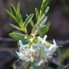 Pimelea linifolia (Slender Rice Flower) at Acton, ACT - 18 Sep 2021 by Sarah2019