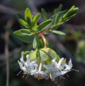 Pimelea linifolia at Acton, ACT - 18 Sep 2021