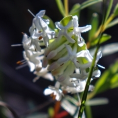 Pimelea linifolia at Acton, ACT - 18 Sep 2021