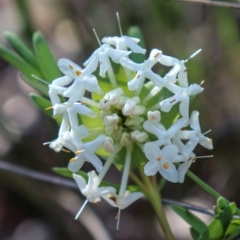 Pimelea linifolia at Acton, ACT - 18 Sep 2021