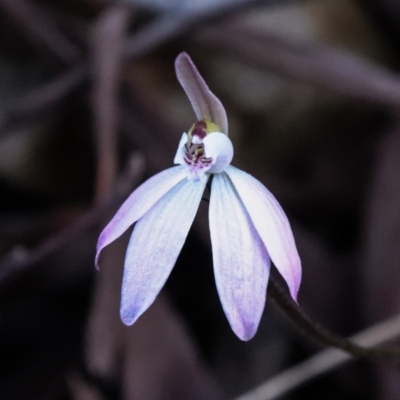 Caladenia fuscata (Dusky Fingers) at Black Mountain - 18 Sep 2021 by Sarah2019