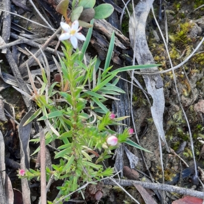 Rhytidosporum procumbens (White Marianth) at Black Mountain - 18 Sep 2021 by Sarah2019