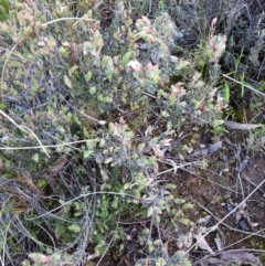 Brachyloma daphnoides (Daphne Heath) at Acton, ACT - 18 Sep 2021 by Sarah2019