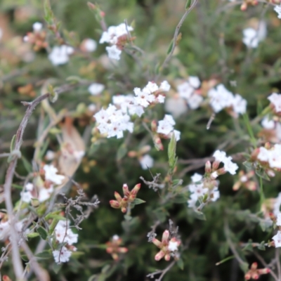 Leucopogon virgatus (Common Beard-heath) at Black Mountain - 18 Sep 2021 by Sarah2019