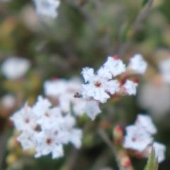 Leucopogon virgatus at Acton, ACT - 18 Sep 2021