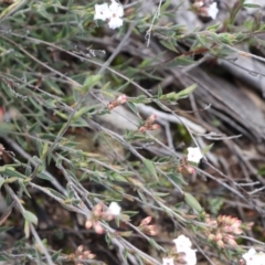 Leucopogon virgatus at Acton, ACT - 18 Sep 2021