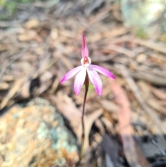 Caladenia fuscata (Dusky Fingers) at Stromlo, ACT - 19 Sep 2021 by AaronClausen
