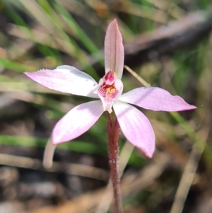 Caladenia fuscata at Stromlo, ACT - 19 Sep 2021