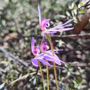 Cyanicula caerulea at Denman Prospect, ACT - 19 Sep 2021