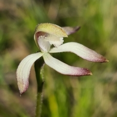 Caladenia ustulata (Brown caps) at Stromlo, ACT - 19 Sep 2021 by AaronClausen