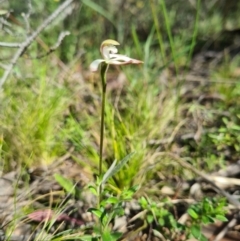 Caladenia ustulata at Stromlo, ACT - 19 Sep 2021
