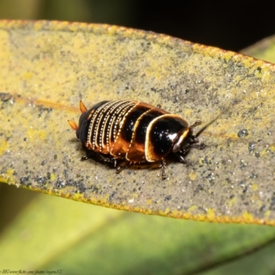 Ellipsidion australe (Austral Ellipsidion cockroach) at Macgregor, ACT - 15 Sep 2021 by Roger