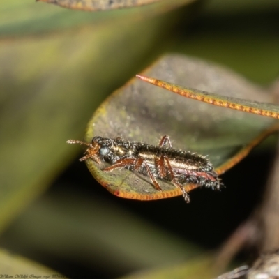 Lemidia subaenea (Clerid beetle) at Macgregor, ACT - 15 Sep 2021 by Roger