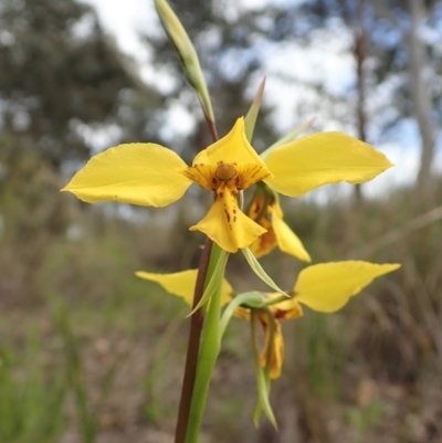 Diuris sp. (hybrid) (Hybrid Donkey Orchid) at Cook, ACT - 18 Sep 2021 by CathB