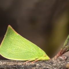 Siphanta acuta (Green planthopper, Torpedo bug) at Macgregor, ACT - 19 Sep 2021 by Roger