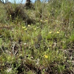 Diuris chryseopsis (Golden Moth) at Mount Painter - 17 Sep 2021 by CathB