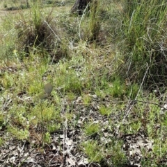 Diuris chryseopsis at Cook, ACT - 17 Sep 2021