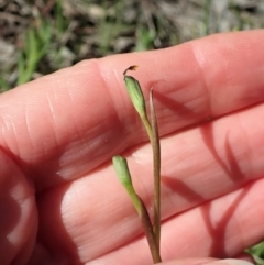 Diuris chryseopsis at Cook, ACT - 17 Sep 2021