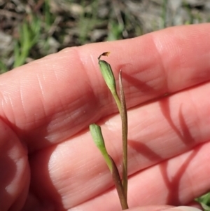 Diuris chryseopsis at Cook, ACT - 17 Sep 2021