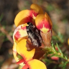 Diphucrania acuducta (Acuducta jewel beetle) at Aranda Bushland - 17 Sep 2021 by CathB