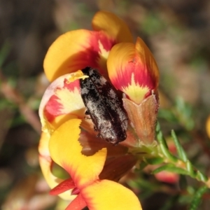 Diphucrania acuducta at Holt, ACT - 17 Sep 2021 02:48 PM