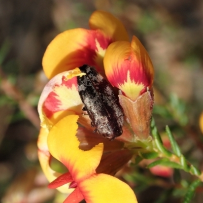 Diphucrania acuducta (Acuducta jewel beetle) at Aranda Bushland - 17 Sep 2021 by CathB