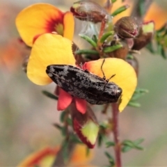 Diphucrania acuducta at Holt, ACT - 17 Sep 2021 02:48 PM