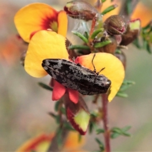 Diphucrania acuducta at Holt, ACT - 17 Sep 2021 02:48 PM