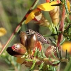 Diphucrania acuducta at Holt, ACT - 17 Sep 2021