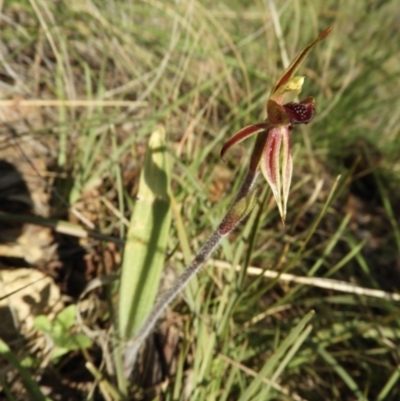 Caladenia actensis (Canberra Spider Orchid) at Mount Majura - 19 Sep 2021 by Nree