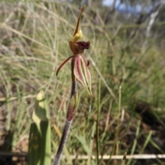 Caladenia actensis at suppressed - suppressed