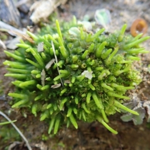 Anthoceros sp. at Cook, ACT - 16 Sep 2021