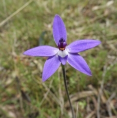 Glossodia major (Wax Lip Orchid) at Mount Majura - 19 Sep 2021 by Nree