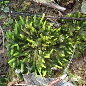 Phaeoceros sp. at Cook, ACT - 16 Sep 2021