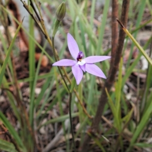 Glossodia major at Holt, ACT - 17 Sep 2021