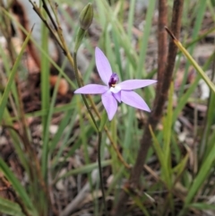 Glossodia major (Wax Lip Orchid) at Aranda Bushland - 17 Sep 2021 by CathB