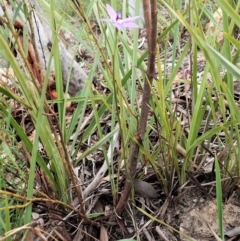 Glossodia major at Holt, ACT - 17 Sep 2021