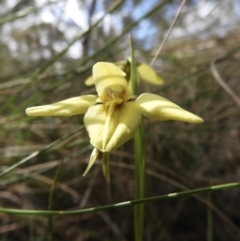 Diuris chryseopsis (Golden Moth) at Downer, ACT - 19 Sep 2021 by Nree