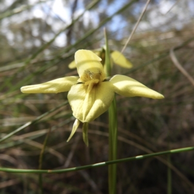 Diuris chryseopsis (Golden Moth) at Mount Majura - 19 Sep 2021 by Nree