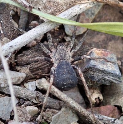 Miturgidae (family) (False wolf spider) at Aranda Bushland - 17 Sep 2021 by CathB