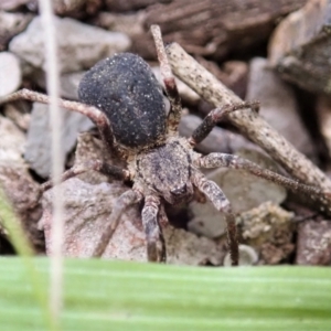 Miturgidae (family) at Holt, ACT - 17 Sep 2021