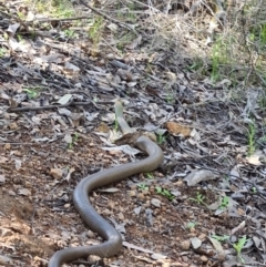 Pseudonaja textilis (Eastern Brown Snake) at Stromlo, ACT - 19 Sep 2021 by AaronClausen