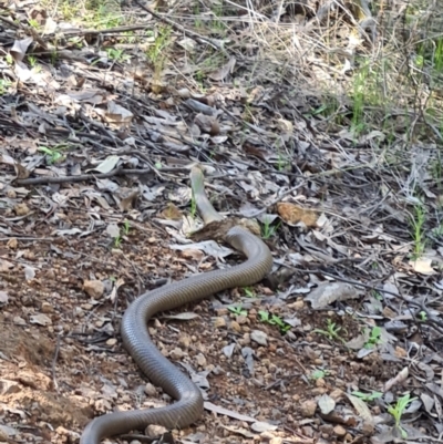 Pseudonaja textilis (Eastern Brown Snake) at Piney Ridge - 19 Sep 2021 by AaronClausen