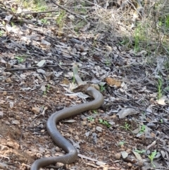 Pseudonaja textilis (Eastern Brown Snake) at Bluetts Block Area - 19 Sep 2021 by AaronClausen
